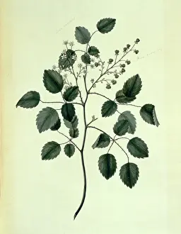 Endeavour: Rubus australis, bush lawyer