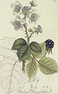 Blackberry: Rubus corylifolia, blackberry