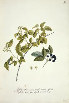 Blackberry: Rubus cuneifolius, blackberry