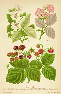 Bramble: Rubus Fructocosus