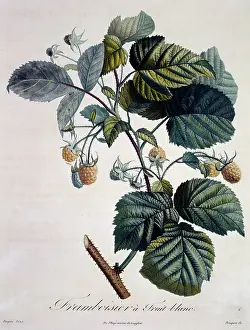 Raspberry: Rubus idaeus, raspberry