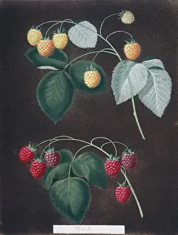 Juicy: Rubus idaeus, raspberry