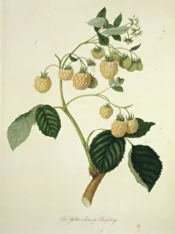 Juicy: Rubus idaeus, yellow Antwerp raspberry