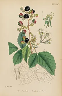 Buckthorn: Rubus Rhamnifolius
