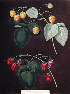 Juicy: Rubus sp. raspberry