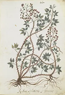 Sylvestris: Rubus sylvestris