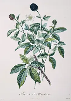 Blackberry: Rubus ulmifolius, blackberry