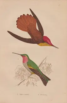 Archilochus: Ruby-crested, Chrysolampis mosquitus, and ruby-throated