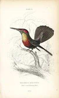 Chrysolampis: Ruby-crested hummingbird, Chrysolampis mosquitus