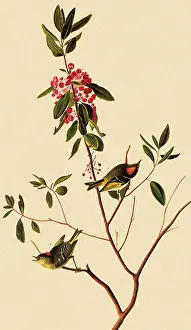 Regulus: Ruby-Crowned Kinglet, Regulus calendula