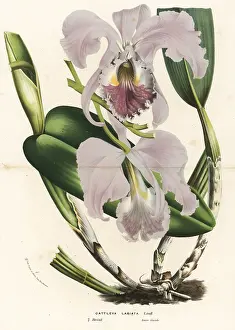 Cattleya: Ruby-lipped cattleya orchid, Cattleya labiata