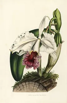 Candida: Ruby-lipped cattleya orchid, Cattleya labiata