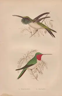 Hand Colored: Ruby-throated, Calothorax lucifer, and Amethystine