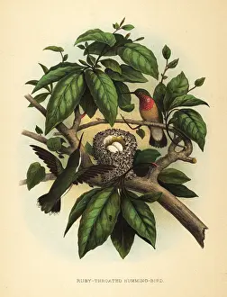 Archilochus: Ruby-throated hummingbird, Archilochus colubris