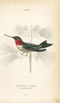 Archilochus: Ruby-throated hummingbird, Archilochus colubris