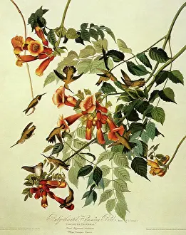 Archilochus: Ruby-Throated Hummingbird, Archilochus colubris
