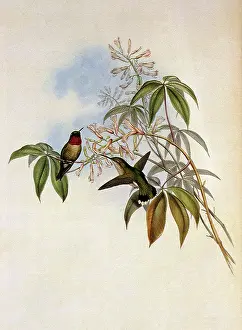 Archilochus: Ruby-Throated Hummingbird, Archilochus colubris