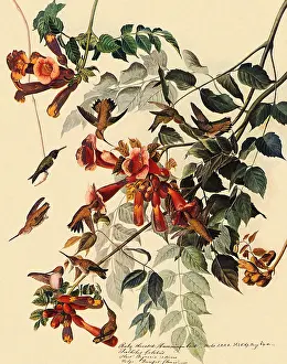 Archilochus: Ruby-Throated Hummingbird, Archilochus colubris