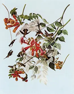 Archilochus: Ruby-throated Hummingbird, Archilochus colubris