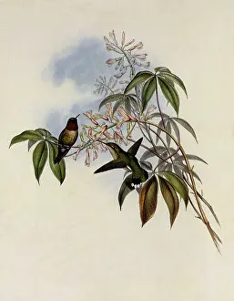 Colubris: Ruby-Throated Hummingbird, Trochilus Colubris