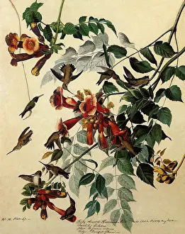 Swifts: Ruby-throated Hummingbirds