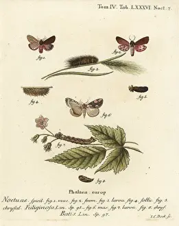 Augur: Ruby tiger moth and peach blossom moth