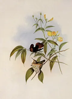Chrysolampis: Ruby and Topaz, Chrysolampis Moschitus