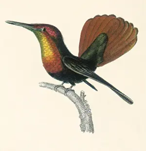 Chrysolampis: Ruby and Topaz Humming-bird, Chrysolampis mosquitis