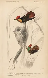 Coquette: Ruby-topaz hummingbird, Chrysolampis mosquitus
