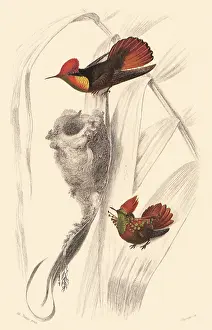 Coquette: Ruby-Topaz Hummingbird & Tufted Coquette
