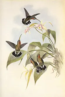 Beaks: Rucker's Hermit, Glaucis Ruckeri
