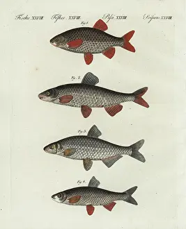 Bream: Rudd, nase, vimba and dace