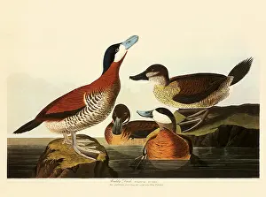 Jamaicensis: Ruddy Duck, Oxyura jamaicensis