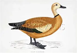 Tadorna: RUDDY SHELDUCK (MORRIS)
