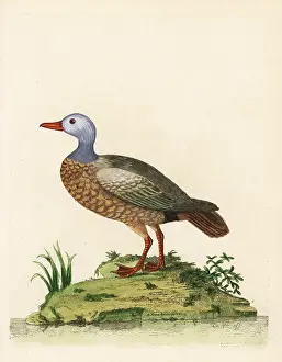 Ferruginea: Ruddy shelduck, Tadorna ferruginea