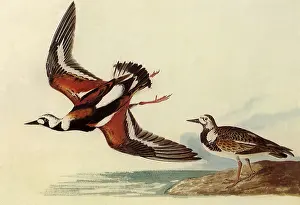 Arenaria: Ruddy Turnstone
