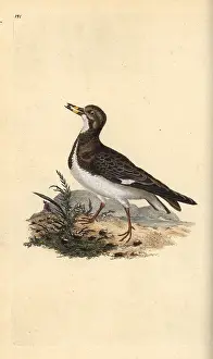 Arenaria: Ruddy turnstone, Arenaria interpres