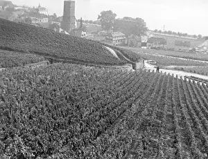 Rudesheim: RUDESHEIM VINEYARDS
