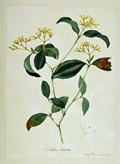 Rubiaceae: Rudgea eriantha