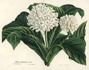 Serres: Rudgea macrophylla