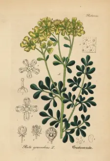 Ruta: Rue or herb of grace, Ruta graveolens