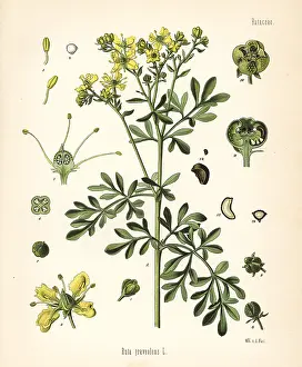 Ruta: Rue, Ruta graveolens