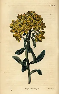 Ruta: Rue, Ruta linifolia