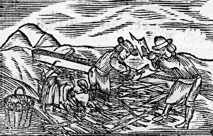 Ruebezahl: Ruebezahl