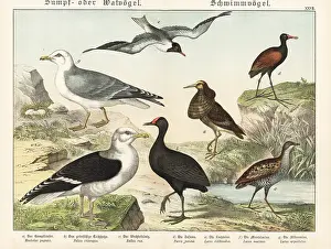 Moorhen: Ruff, moorhen, rail, jacana, etc