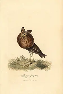 Philomachus: Ruff, Philomachus pugnax
