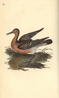 Philomachus: Ruff, Philomachus pugnax, female