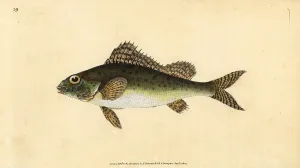 Perca: Ruffe, Gymnocephalus cernua