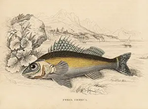 Perca: Ruffe, Gymnocephalus cernuus