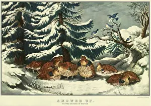 Grouse: Ruffed Grouse